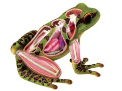 Frosch Revell 02096