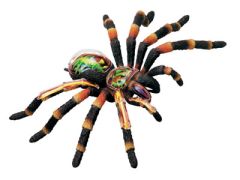 Vogelspinne Revell 02097